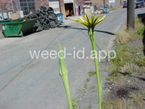 salsify, western
